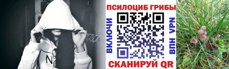 Купить где  Медынь  Галлюциногенные грибы Psilocybine cubensis 